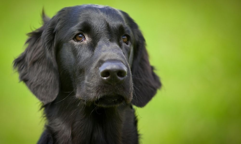 cachorro preto