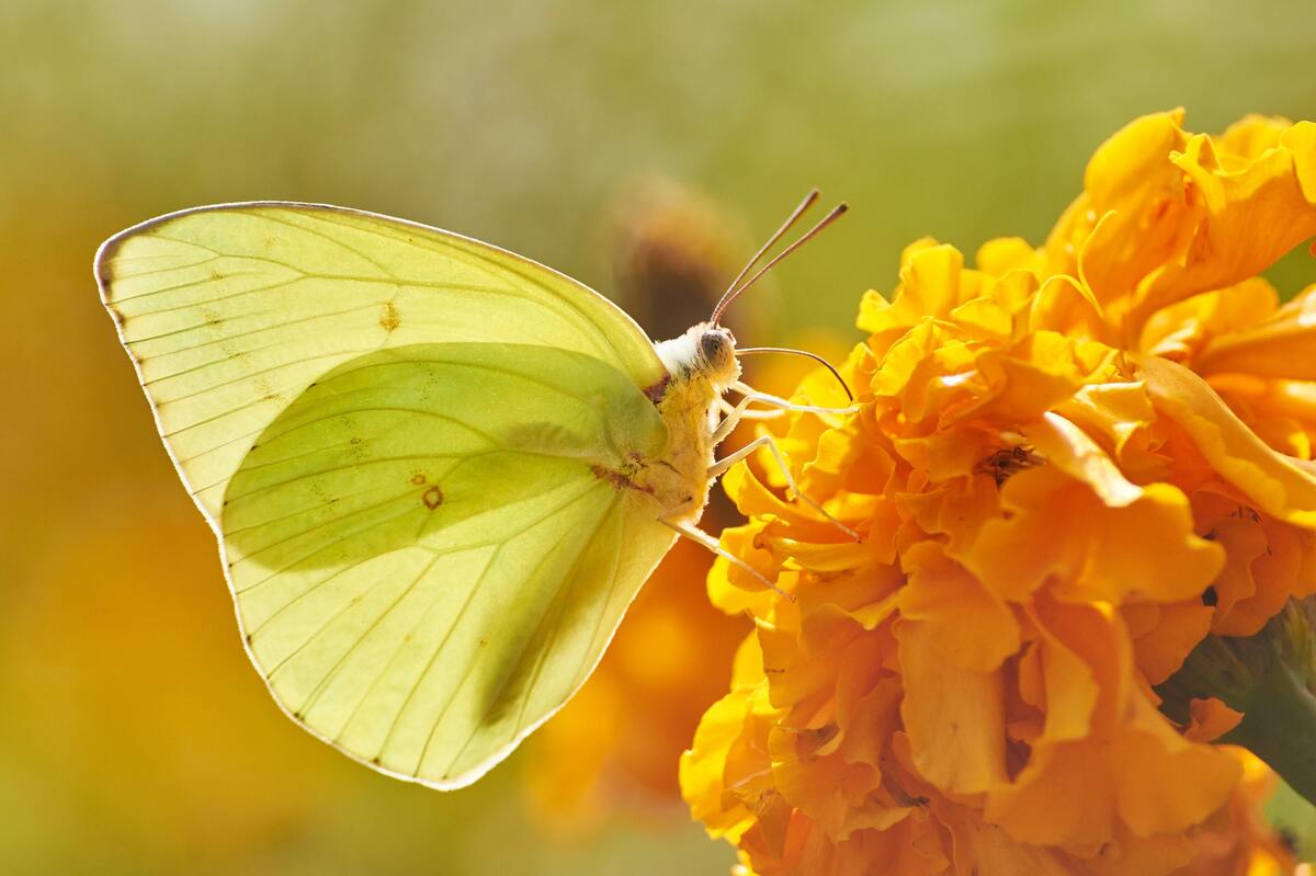 Borboleta amarela pousando em uma flor.