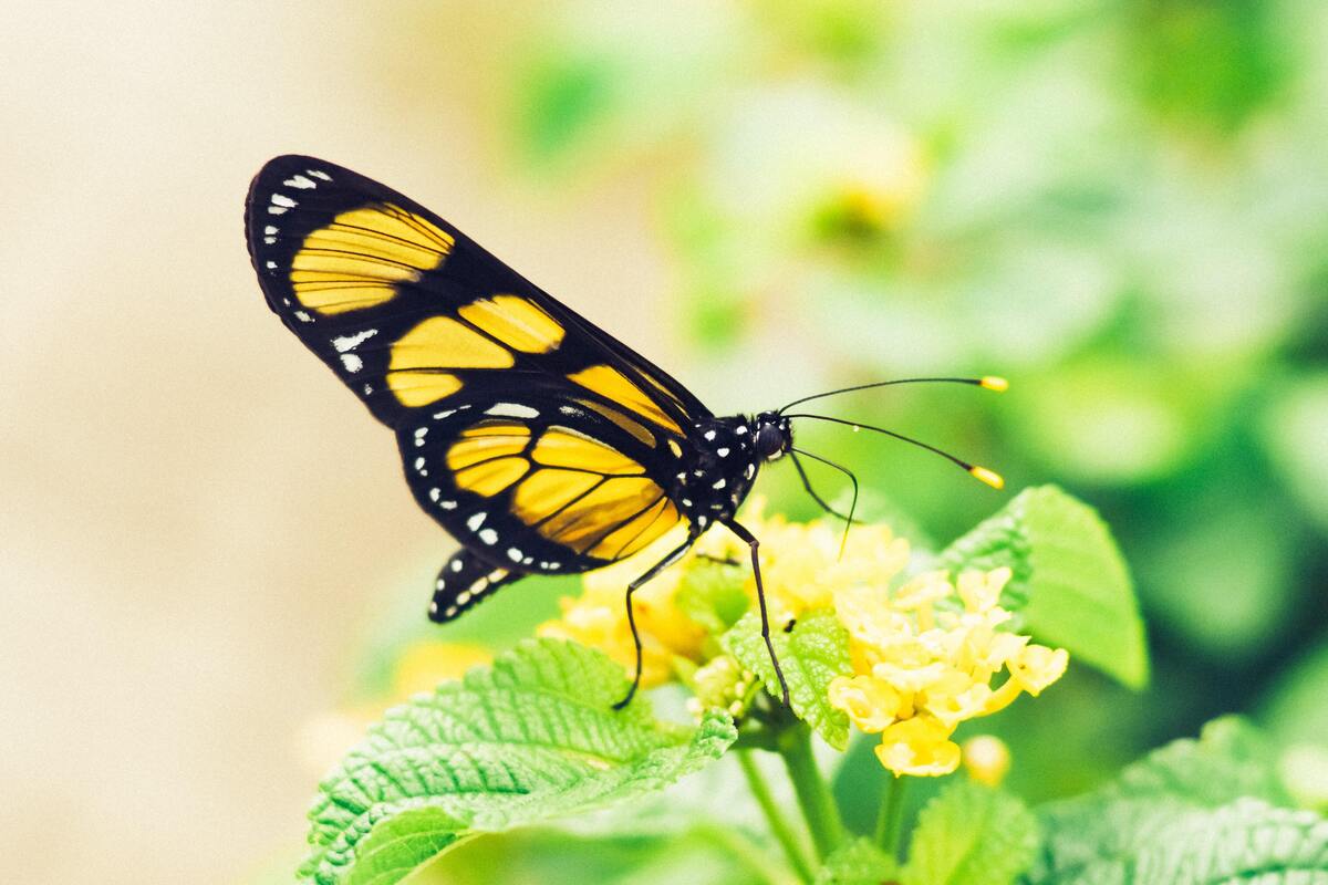 Borboleta amarela pousando em uma flor.