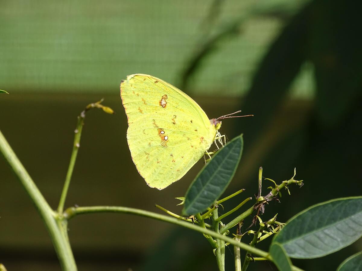 Borboleta amarela pousando em uma planta.