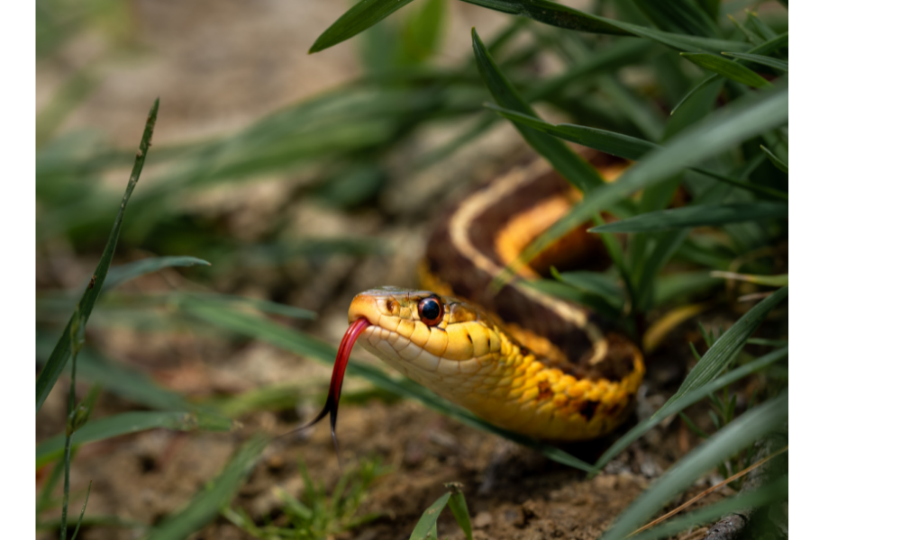 Cobra preta e amarela.