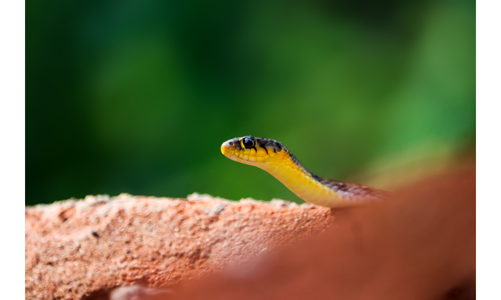 Cobra preta e amarela filhote.