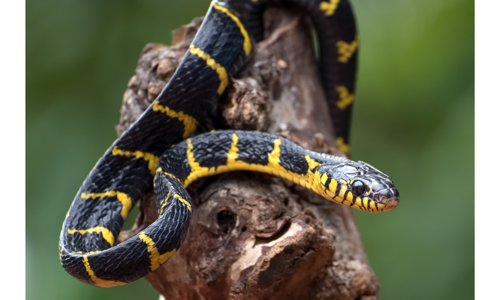 Cobra preta e amarela em uma pedra.