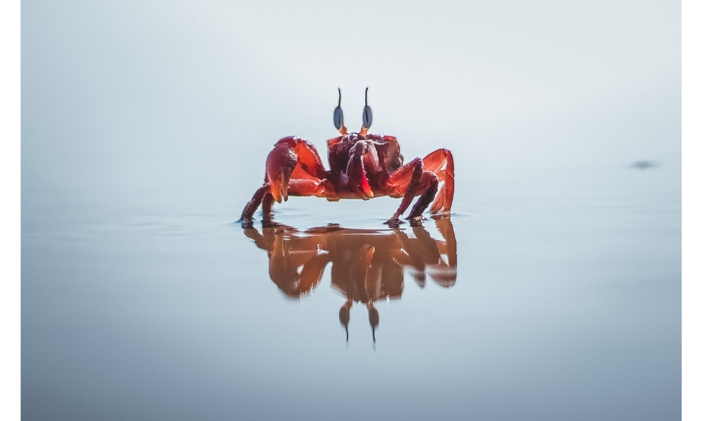 Caranguejo na areia de uma praia.