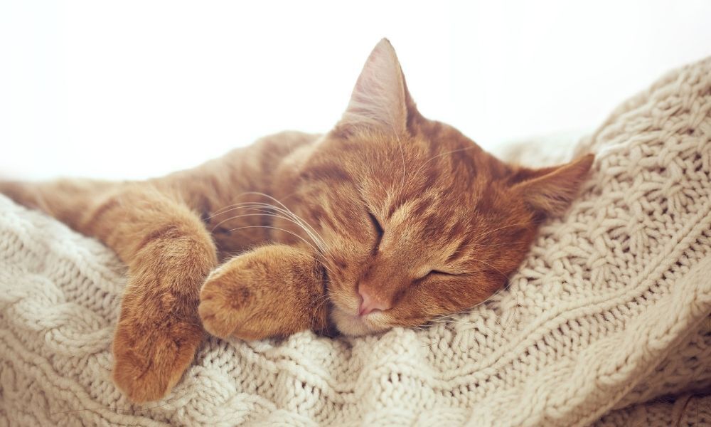 Gato deitado em cama.