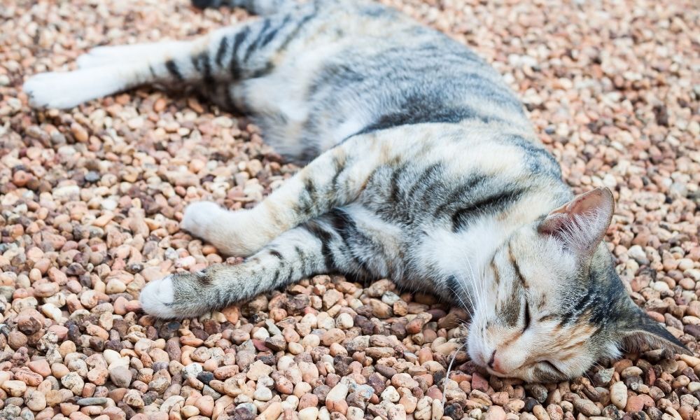 Gato deitado em pedras.