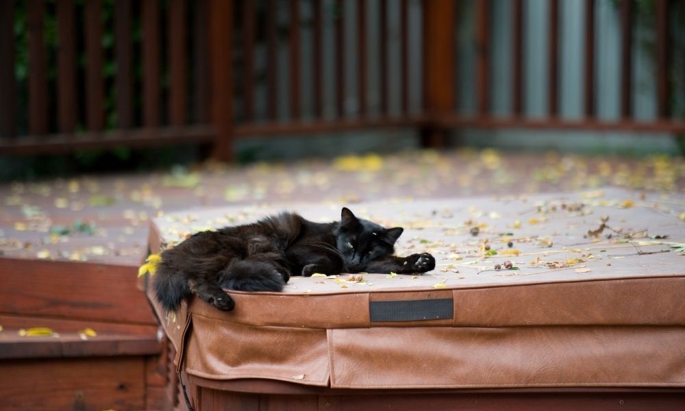 Gato preto deitado em mesa.