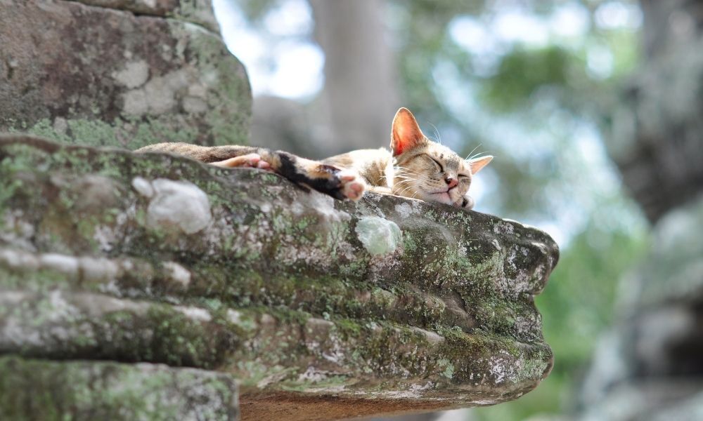 Gato deitado sobre pedra.