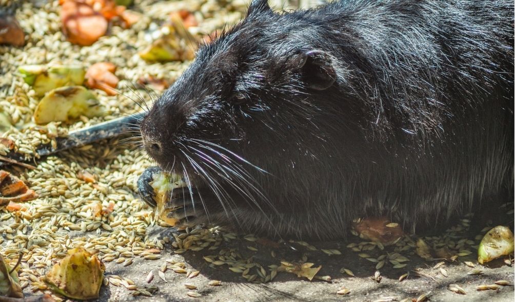 Imagem de um rato preto