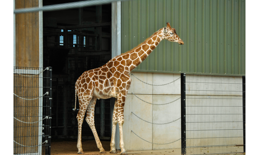 Girafa em frente à porta de um galpão.