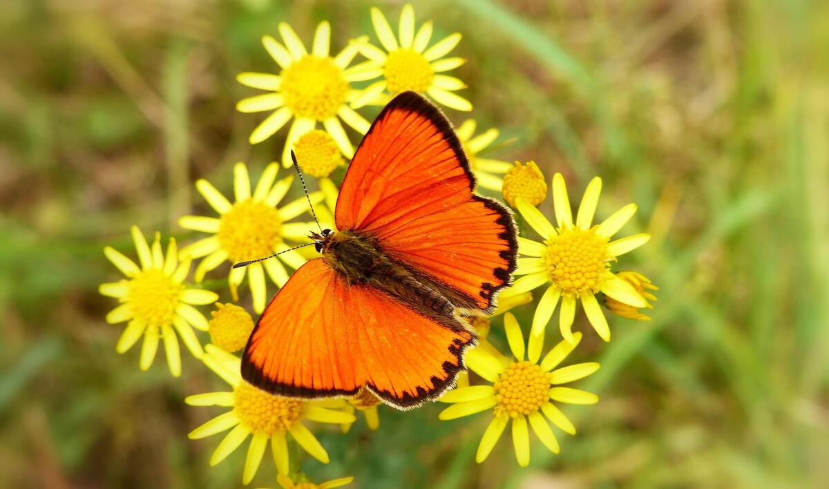 Borboleta laranja em uma flor.