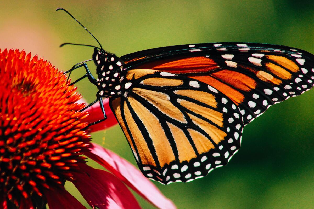 Borboleta laranja em uma flor.