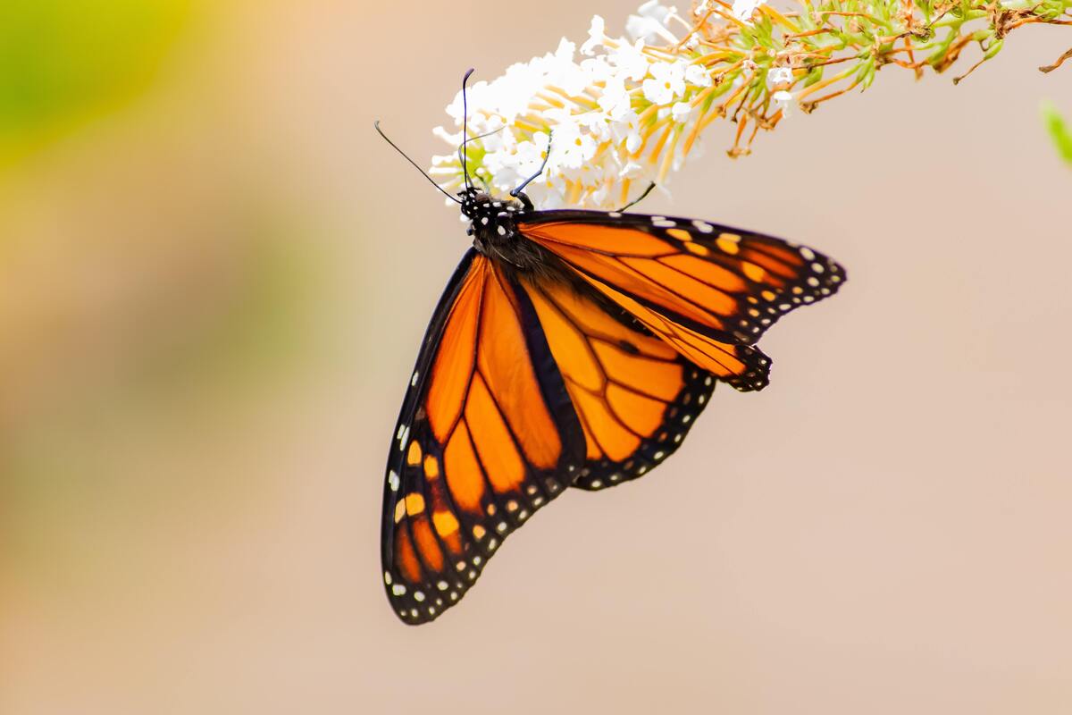 Borboleta laranja em uma flor.