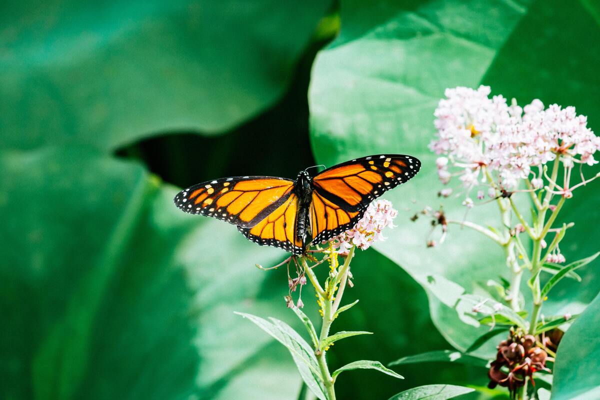 Borboleta laranja em uma flor.