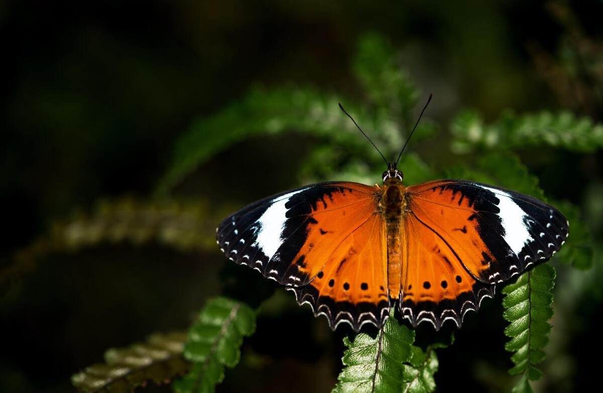 Borboleta laranja em uma flor.