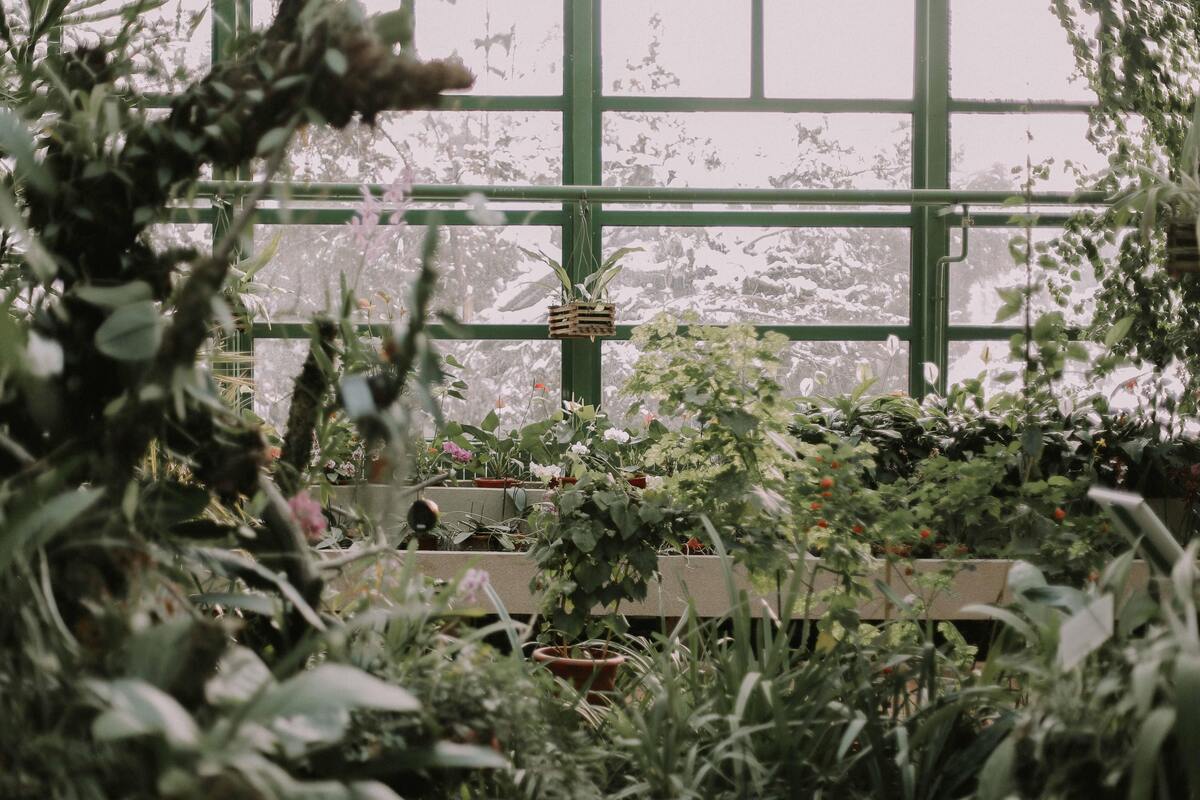 Diferentes tipos de plantas.