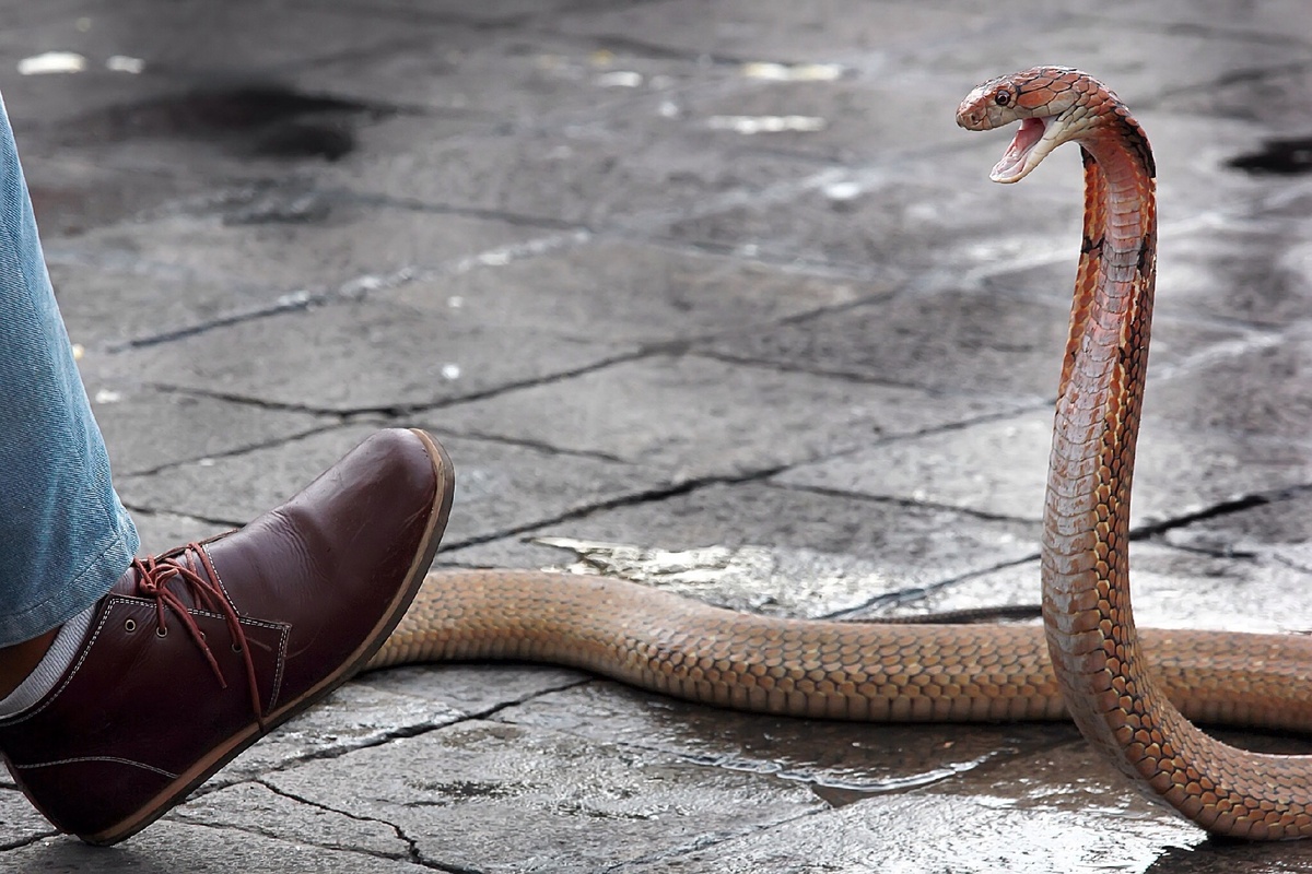 Cobra se preparando para atacar pé de homem.