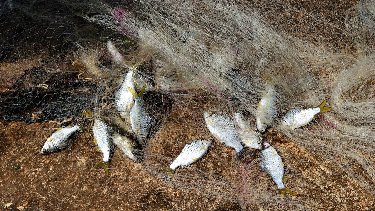 Peixes na rede.