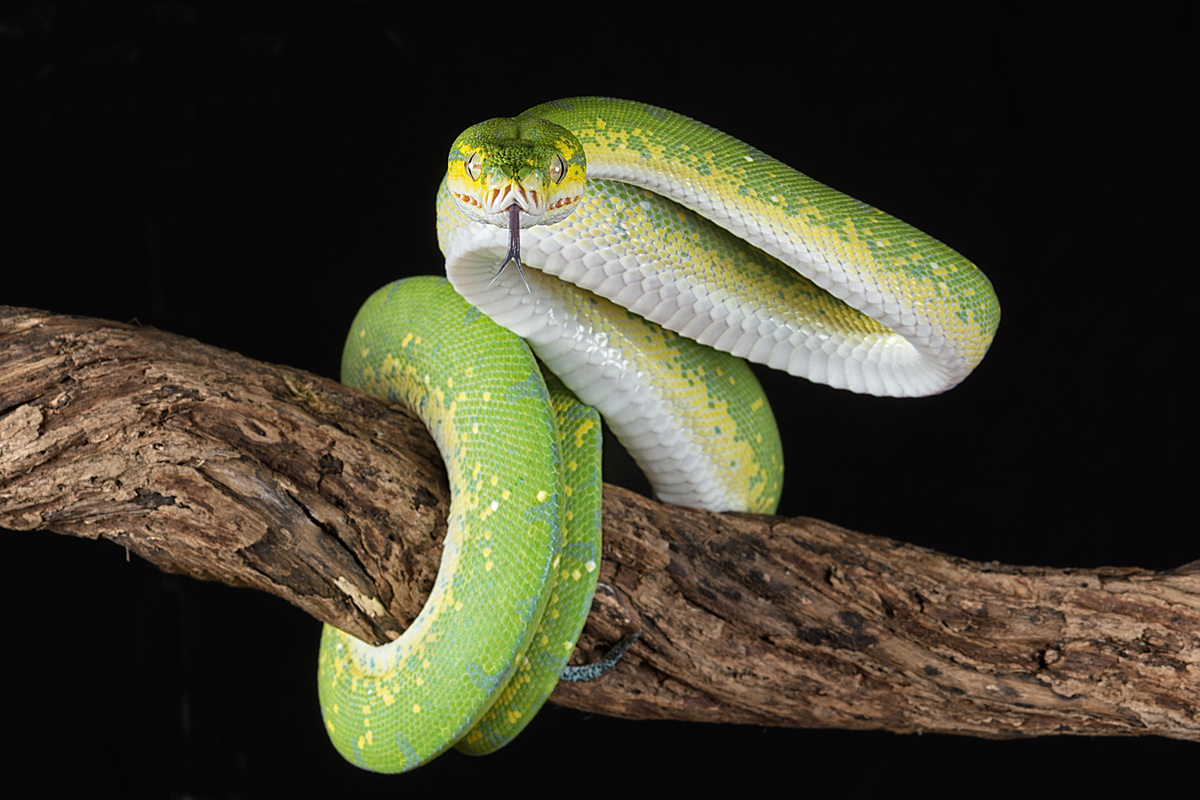 Cobra verde se preparando para atacar.