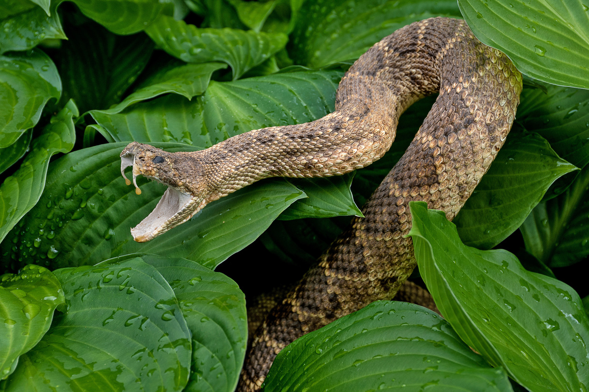 Grande cobra entre folhagens pronta para atacar.