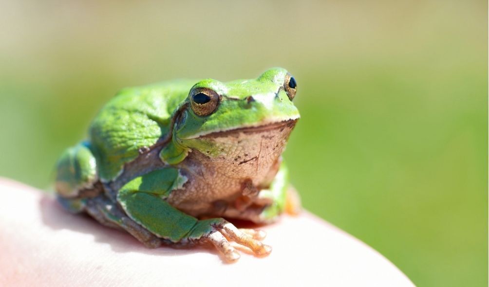 Imagem de um sapo verde