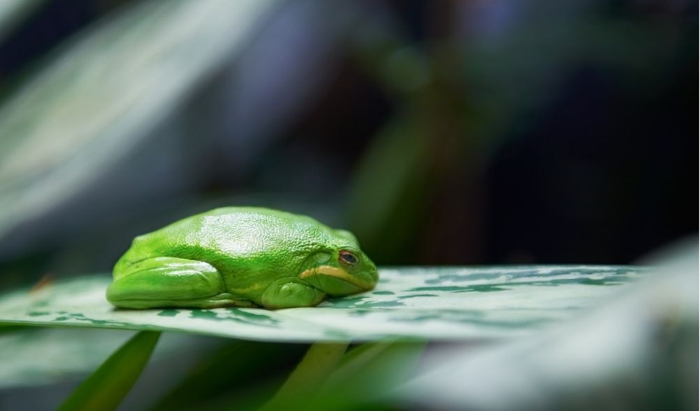 Imagem de um sapo verde