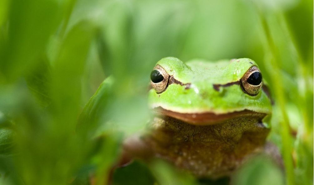 Imagem de um sapo verde