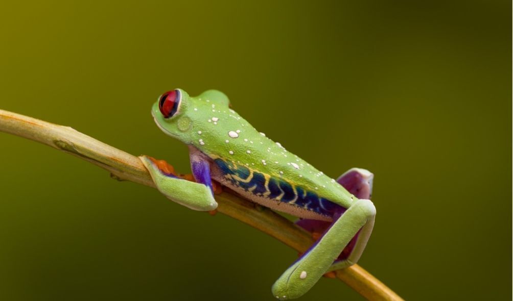 Imagem de um sapo verde