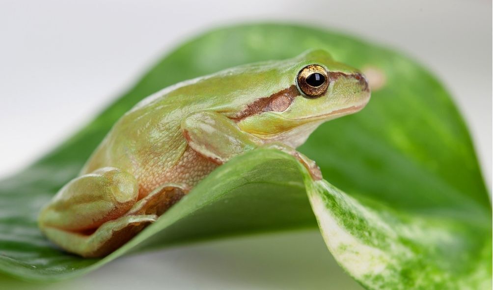 Imagem de um sapo verde