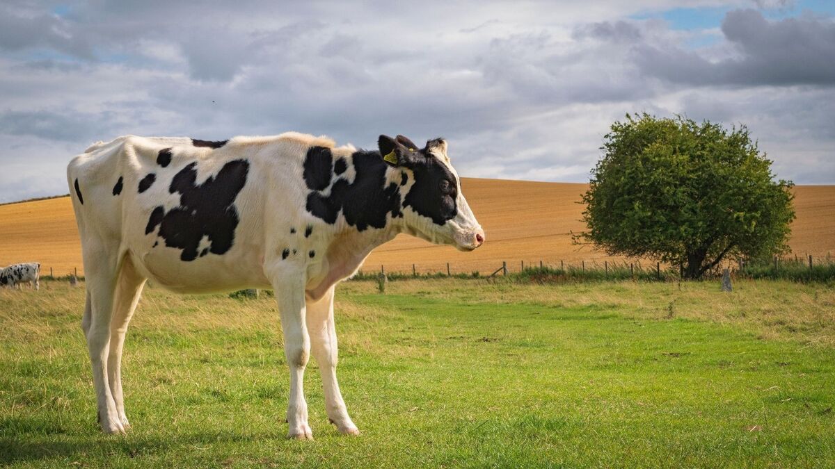 Vaca malhada no pasto.