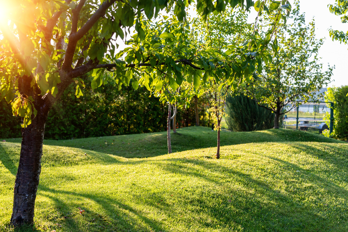 Quintal com plantas.