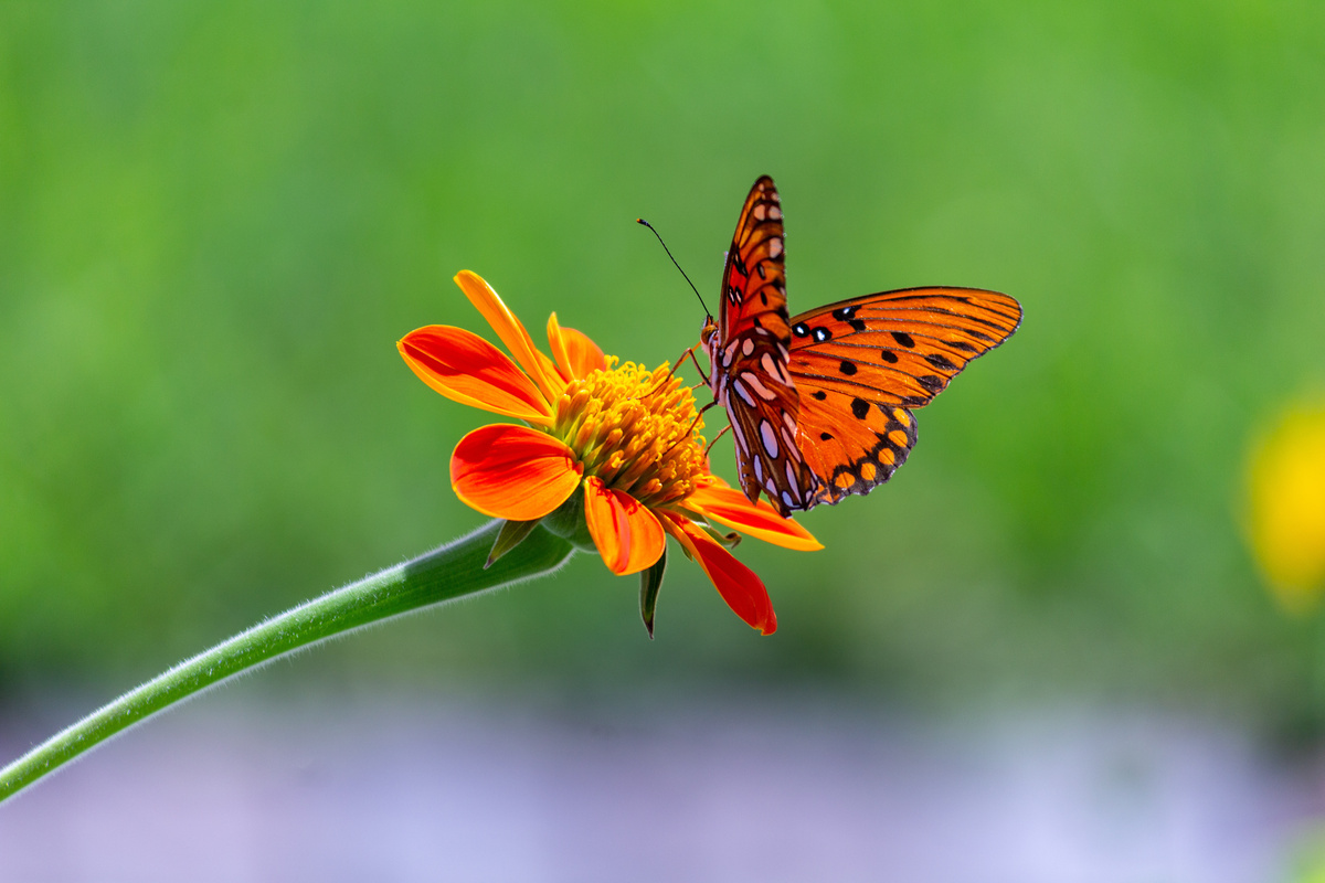 Borboleta laranja pousando em flor de mesma cor.