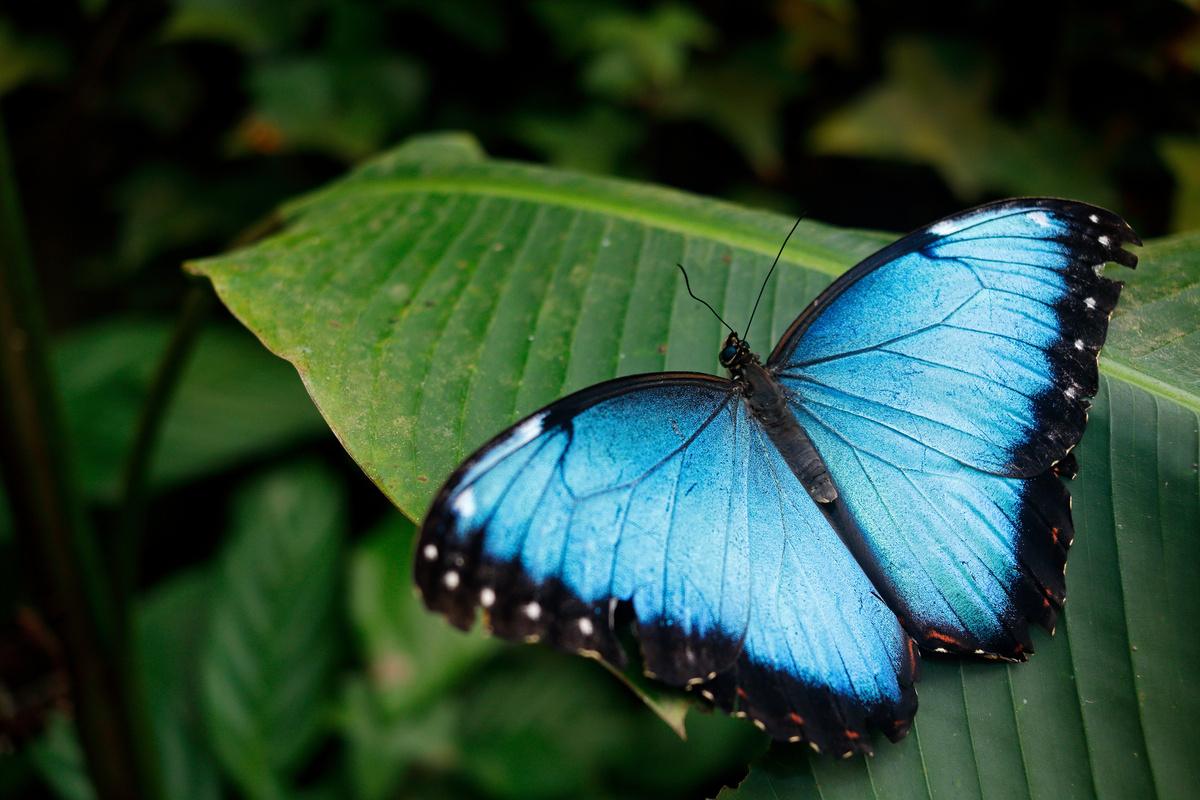 Borboleta azul pousada em uma folha. 