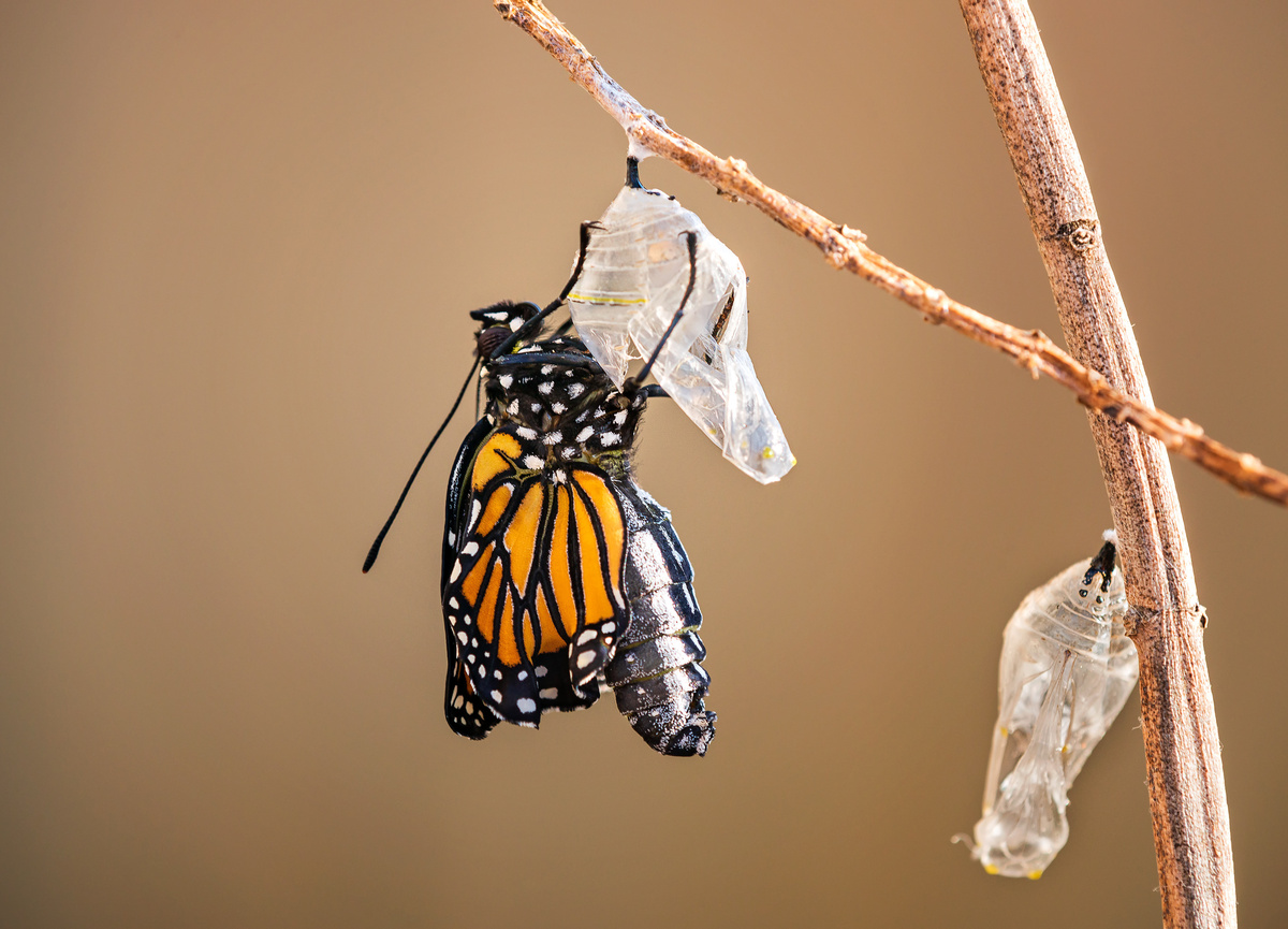 Borboleta laranja saindo de casulo. 