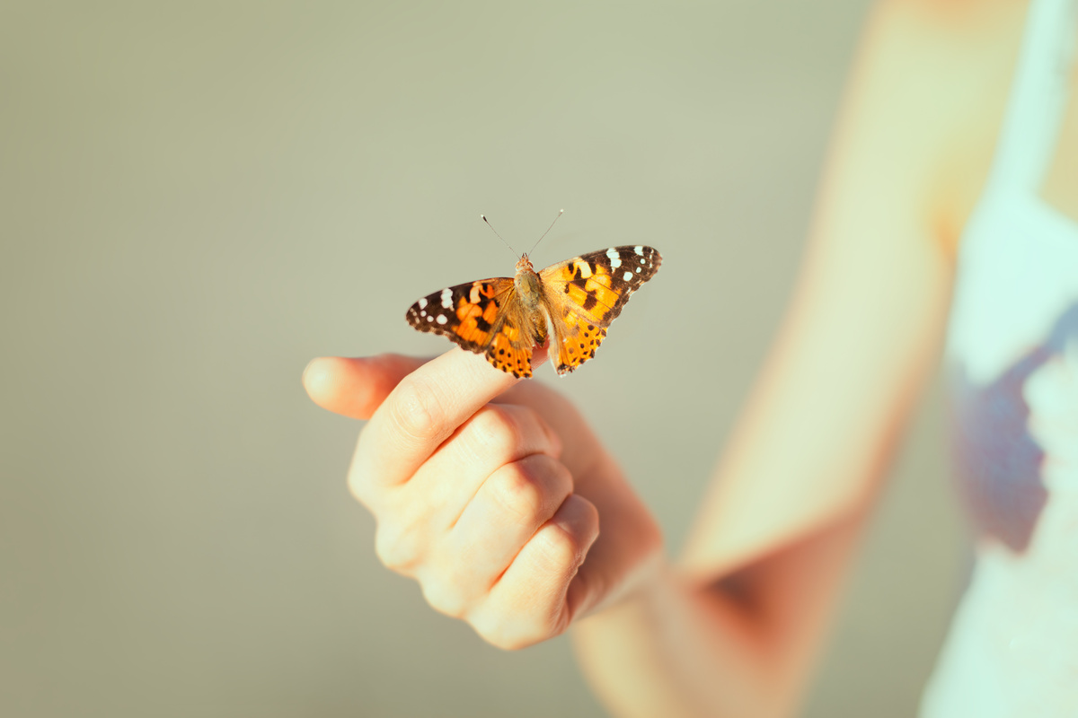 Borboleta laranja pousando em dedo de pessoa.