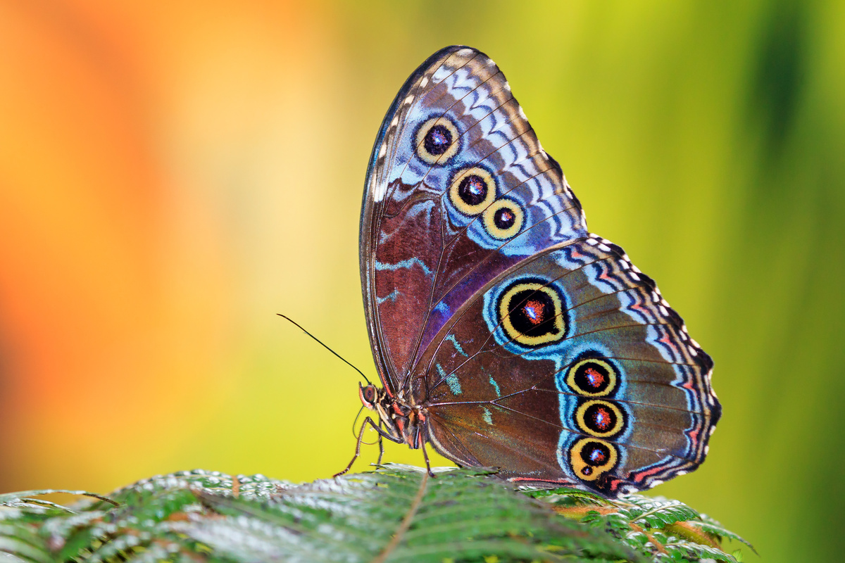 Borboleta multicolorida pousando em folha.