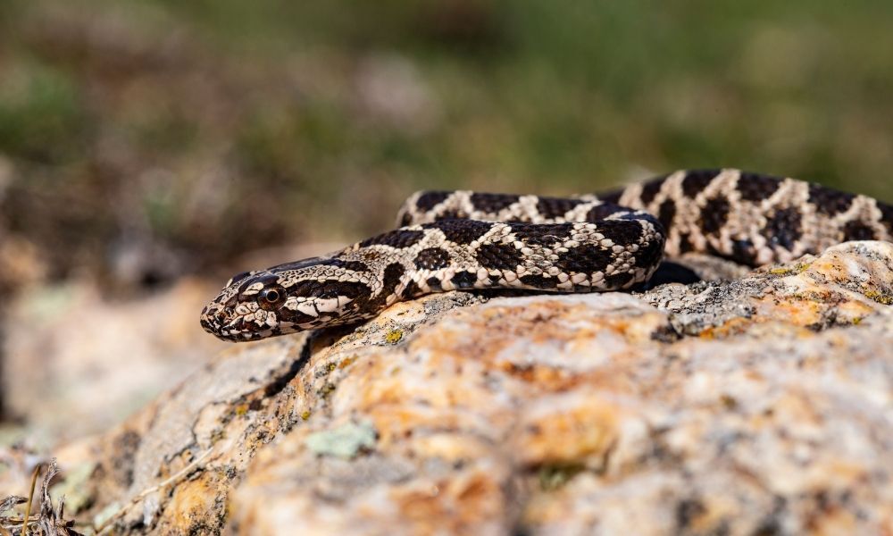 Cobra sobre rocha na natureza.