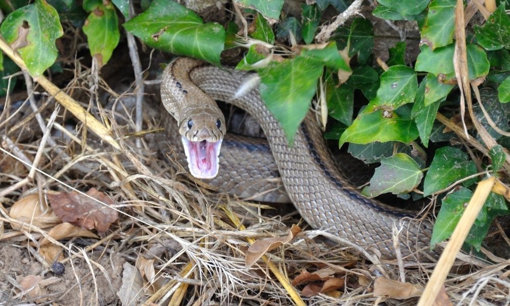 Cobra em posição de ataque.