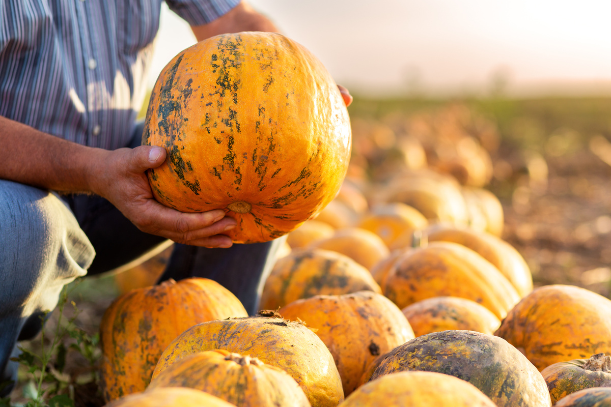 Pessoa segurando abóbora laranja, enquanto ao lado de várias outras. 