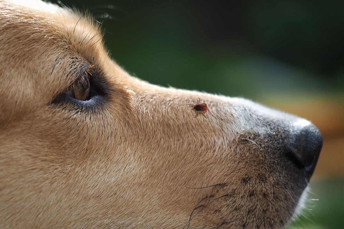 Carrapato em cachorro.