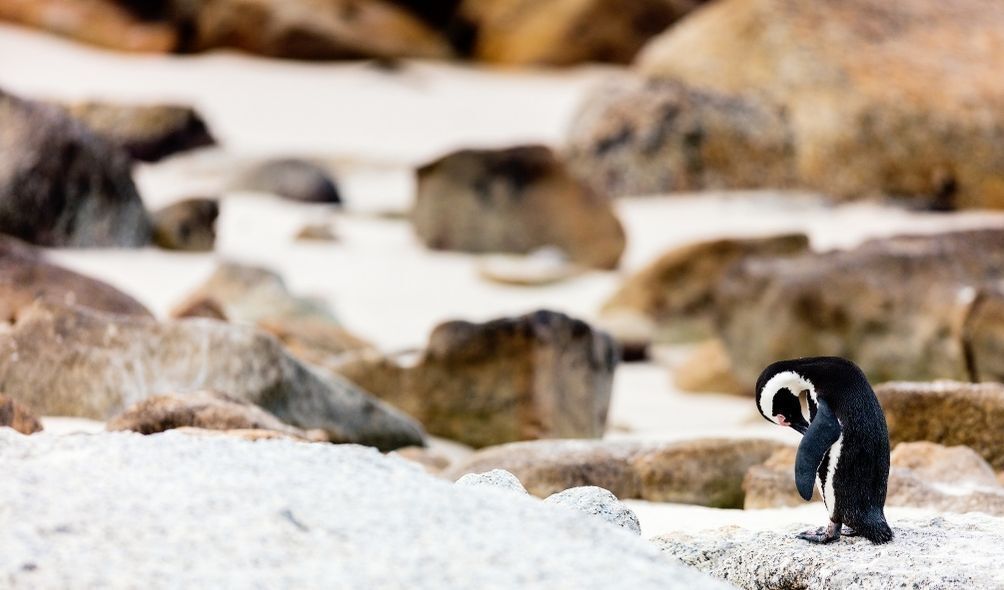 Imagem de pinguins na neve