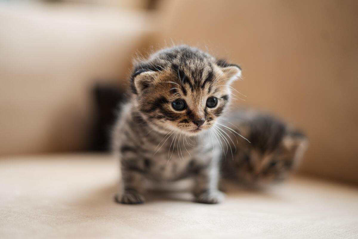 Filhote de gato em pé.