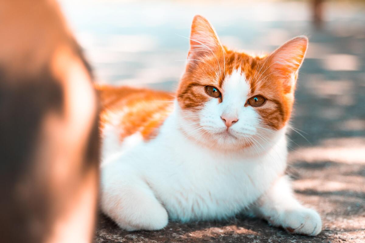 Gato deitado na rua.