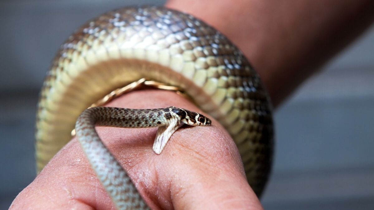 Cobra picando uma mão.