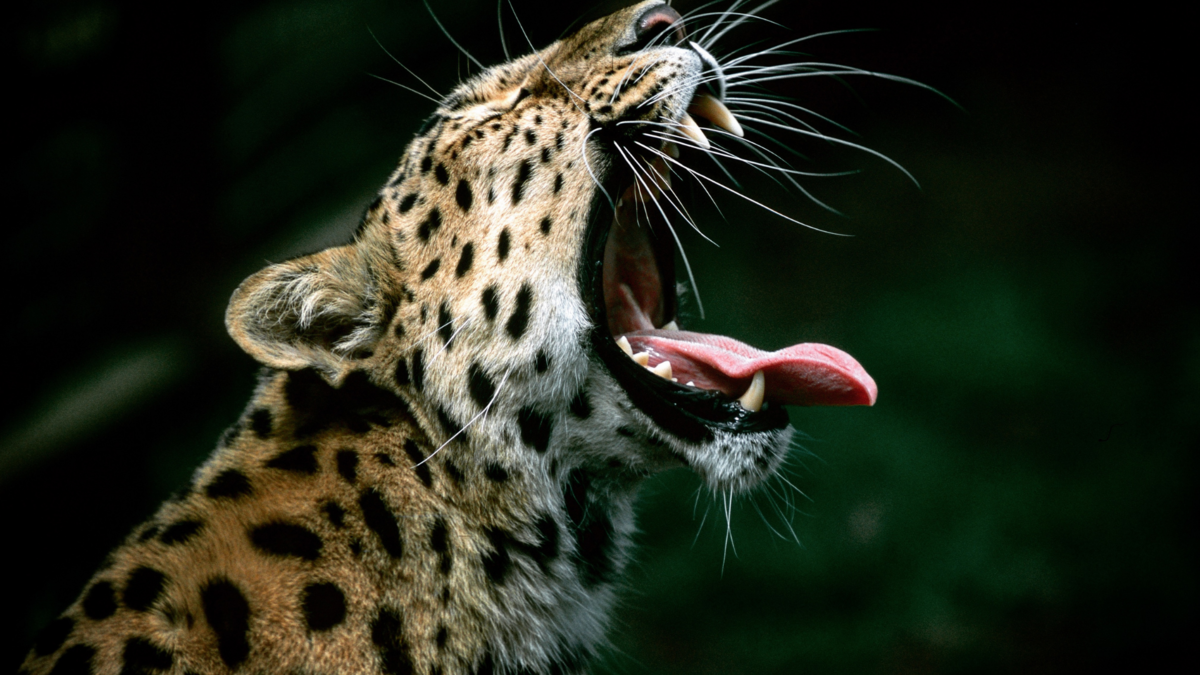 Um leopardo. 