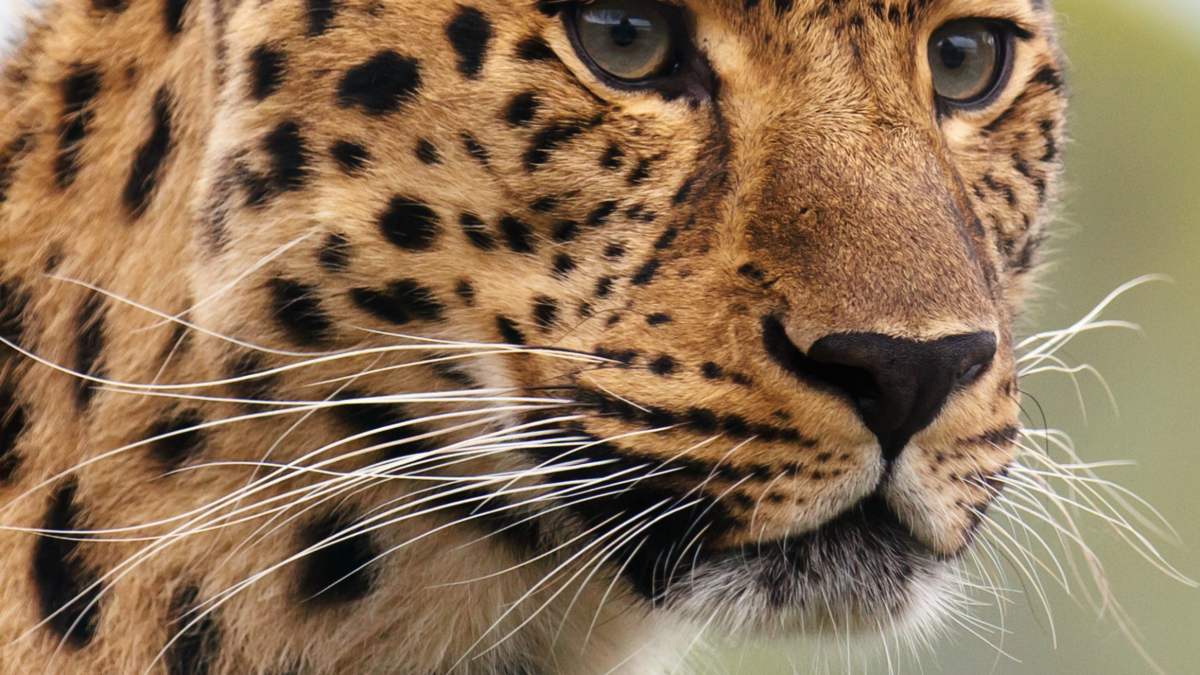 Um leopardo. 