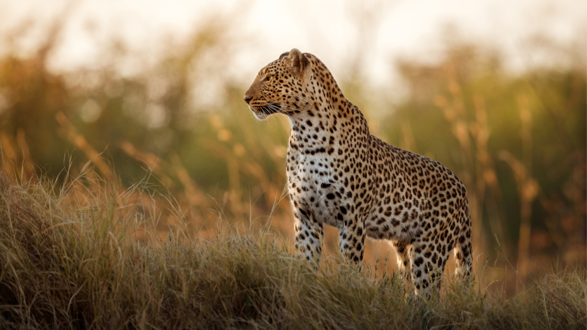 Um leopardo. 