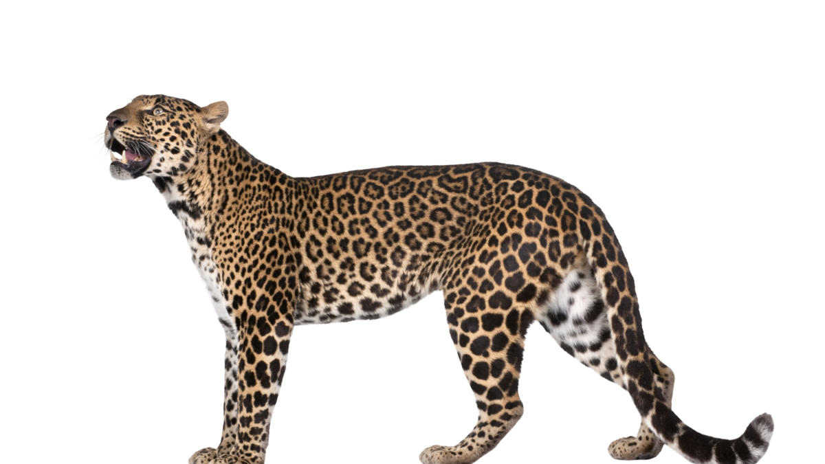 Um leopardo. 