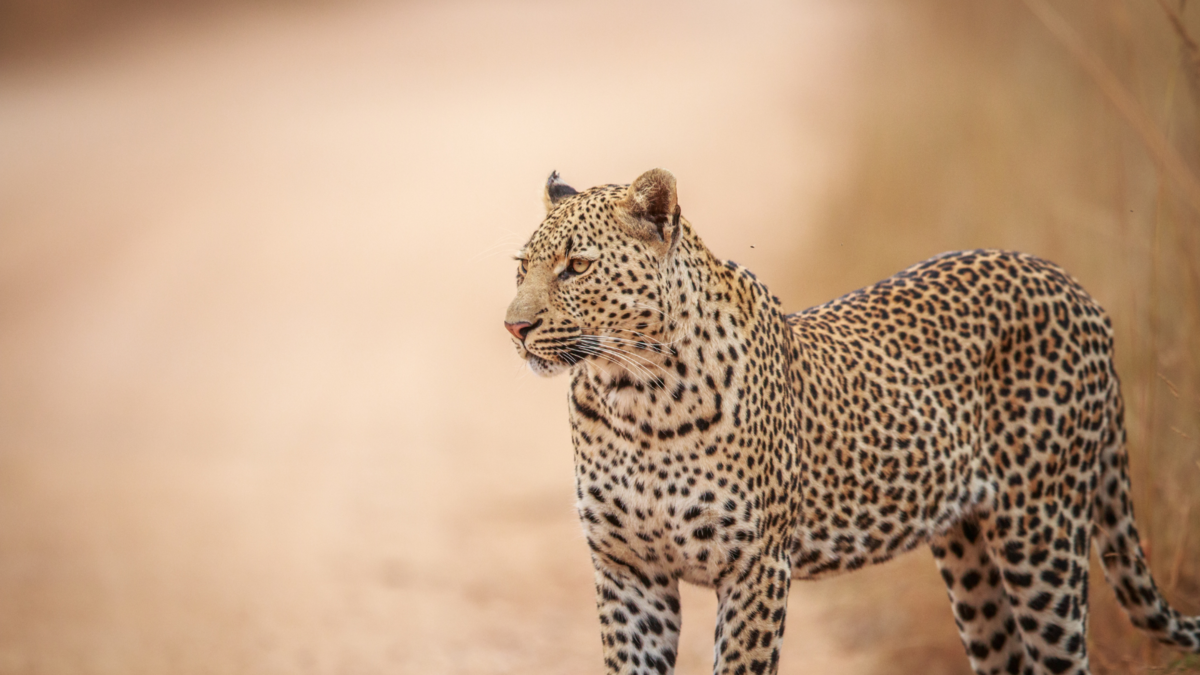 Um leopardo. 