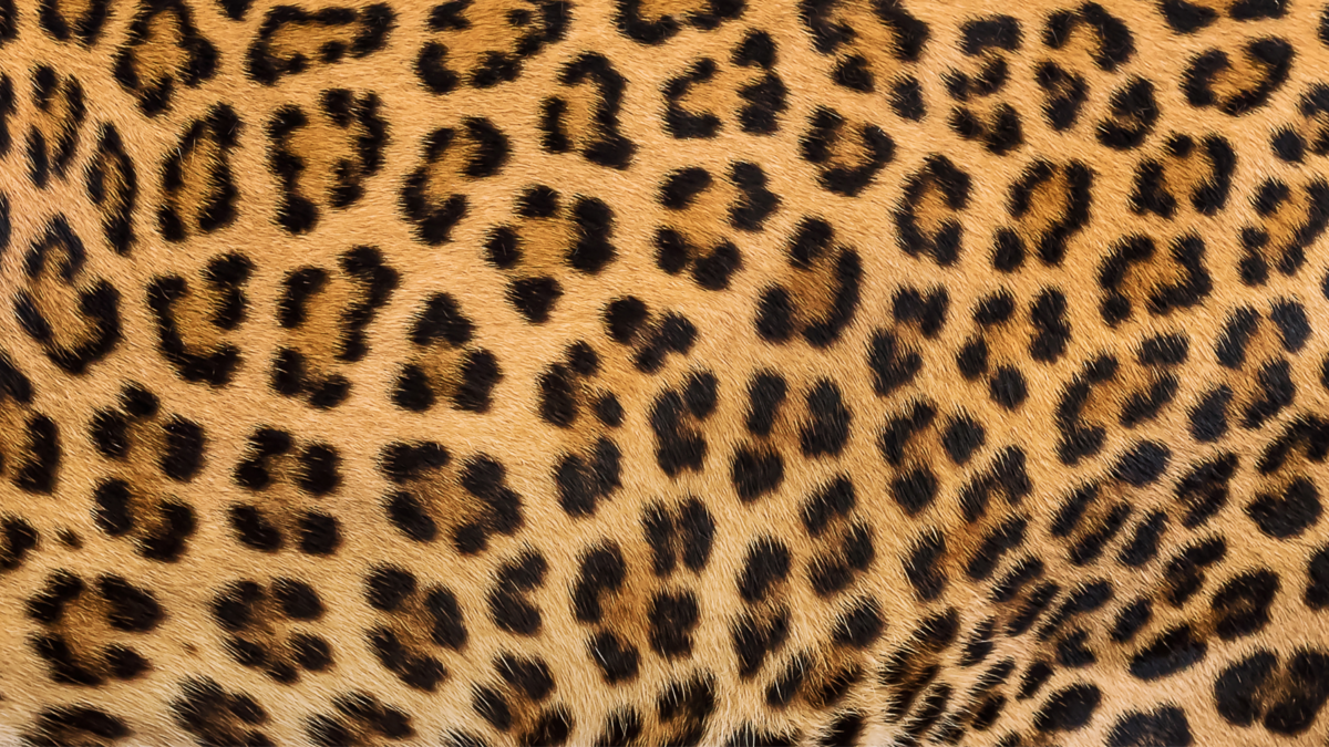 Pele de Leopardo. 